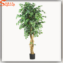 Factory direct mini outdoor bonsai trees for sale ficus bonsai potted plant