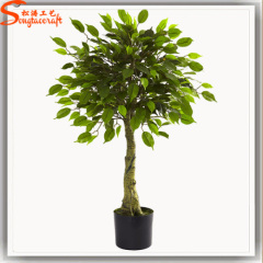 Factory direct mini outdoor bonsai trees for sale ficus bonsai potted plant