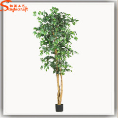 Factory direct mini outdoor bonsai trees for sale ficus bonsai potted plant