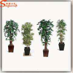 Factory direct mini outdoor bonsai trees for sale ficus bonsai potted plant