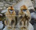 Animal House Pet Monkey 3D Lenticular Postcard Printing For Gift