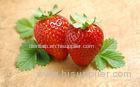 Fruitage cCherry / Star Fruit 3D Lenticular Postcards CMYK Printing