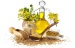 Milk thistle oil Flax oil Pumpkin seed oil Rosehip oil Walnut oil Amaranth oil 100% cold pressed natural