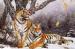 Winter Tiger Plastic Printing Services Nice 3D Lenticular Waterproof