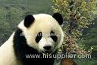 Cute Panda Style Custom 3D Printing Service Business Printing Services