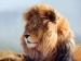Strong Lion Plastic 3D Print Service Animal Designs 420mm 594mm