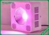 Custom Hydroponic Cob Led Grow Lights For Horticulture And Vegetables