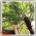 Small Fake Plants Plastic Leaves Artificial Cyathea Palm Tree with fiberglass trunk for garden decoration