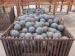 Good Wear Resistant Forged Steel Grinding Balls with ISO9001 Approved