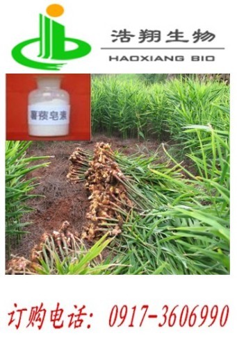 Diosgenin HPLC 98% Haoxiang Bio