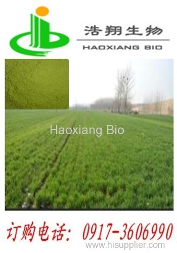 Wheat sprout extract Haoxiang Bio