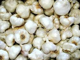 Fresh garlics Fresh garlics