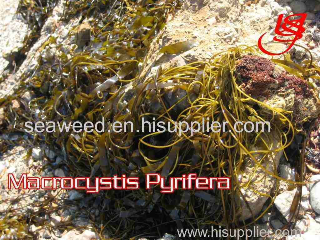 seaweed peru