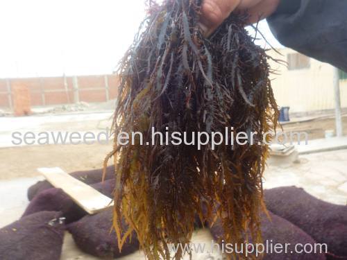 Seaweed Dried chondracanthus chamissoi carrageen/ carragenan