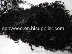 Seaweed Dried chondracanthus chamissoi carrageen/ carragenan