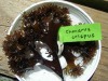 seaweed Dried chondrus crispus / carragenan/ carrageen