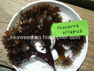 seaweed for human consumption industry.
