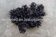 seaweed Dried chondrus crispus / carragenan/ carrageen