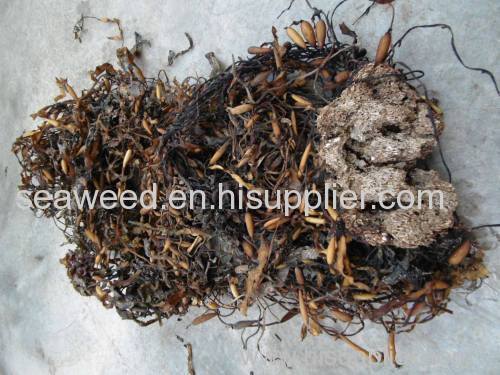 Dried SARGASSUM used for fertilizer (BROWN SEAWEED)