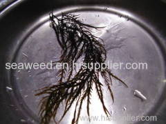 Gigartina chamissoi Dried seaweed