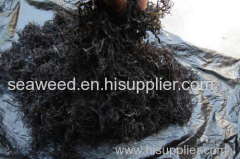 Gigartina chamissoi Dried seaweed