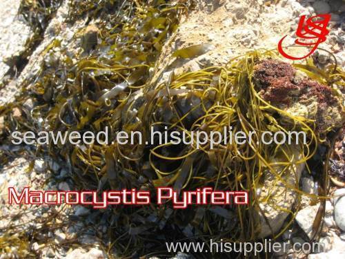 seaweeds Dried macrocystis pyrifera