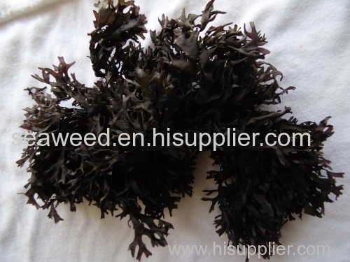 seaweeds musgo de mar Dried