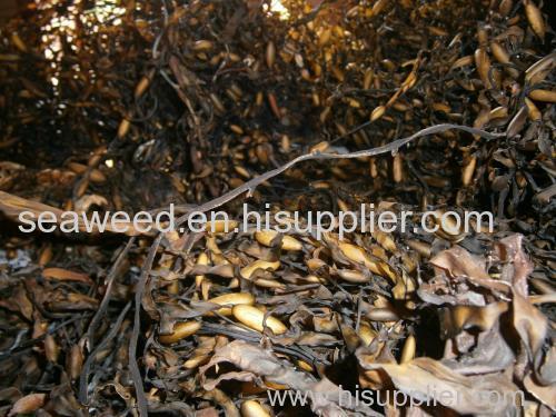 Ascophyllum nodosum seaweed dried