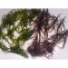 suginori Dried seaweed carrageenan