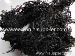 suginori Dried seaweed carrageenan