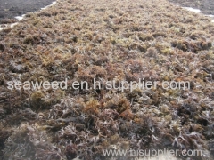 seaweed sea moss dried