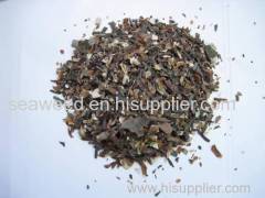 macrocystis integrifolia dried seaweed