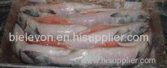 GRADE A FROZEN SALMON FISH / COD FISH / MACKEREL / TUNA FISH / RIBBON FISH