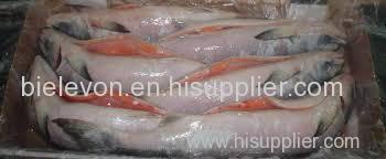 GRADE A FROZEN SALMON FISH / COD FISH / MACKEREL / TUNA FISH / RIBBON FISH