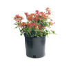 Plastic Nursery Pots 1 Gallon in Flowers Pots & Planters (size: 16.1*12.2*17.8cm)