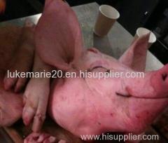 Frozen Pork Front Feet Exporters