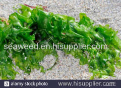 sea lettuce (ulva lactuca) seaweed dried