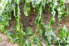 sea lettuce (ulva lactuca) seaweed dried