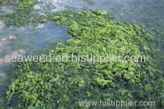 sea lettuce (ulva lactuca) seaweed dried