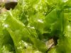 SeaweeD DrieD sea lettuce (ulva lactuca)