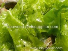 SeaweeD DrieD sea lettuce (ulva lactuca)