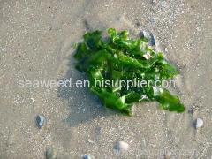 SeaweeD DrieD sea lettuce (ulva lactuca)