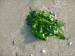 SeaweeD DrieD sea lettuce (ulva lactuca)