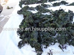 SeaweeD DrieD sea lettuce (ulva lactuca)