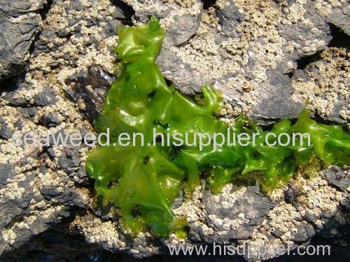 SeaweeD sea lettuce (ulva lactuca) DrieD