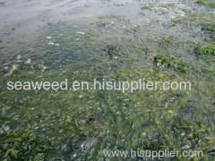 Dried ULVA LACTUCA/ GREEN SEAWEED