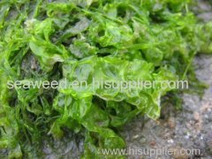 sea lettuce (ulva lactuca) / GREEN SEAWEED (RAW)