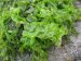 sea lettuce (ulva lactuca) / GREEN SEAWEED (RAW)