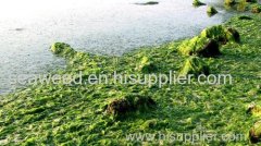 sea lettuce (ulva lactuca) / GREEN SEAWEED (RAW)