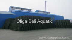 Rongcheng Oliga Beli Aquatic Products Co.,Ltd